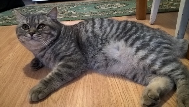 Кот, британец 8  месяцев, ищет хозяев в Волгограде