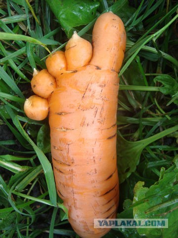 Надоели морковки с письками?