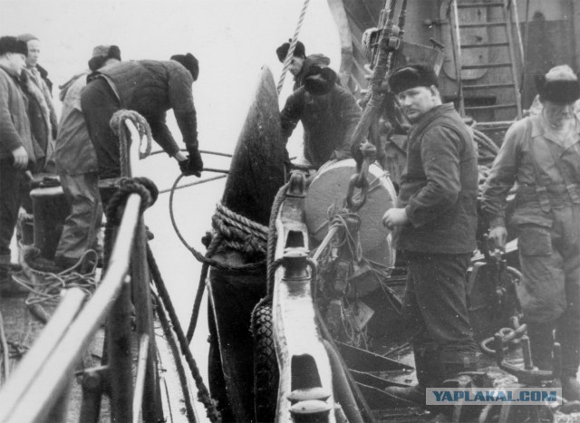 Охота на китов в СССР - фото 1965г.