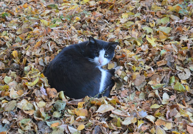 Котовторник 15.10.2019