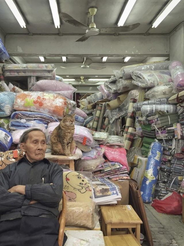 12 забавных фото о том, почему быть котом в Гонконге весьма неплохо