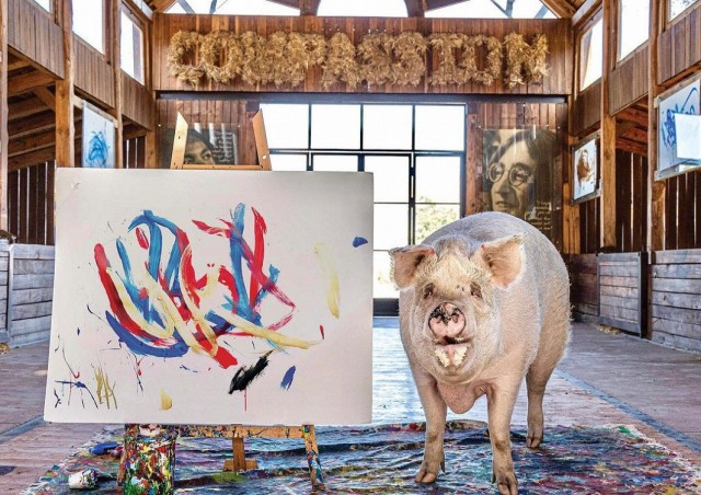 Умер Пигкассо — свин-художник, который за свою жизнь заработал более миллиона долларов