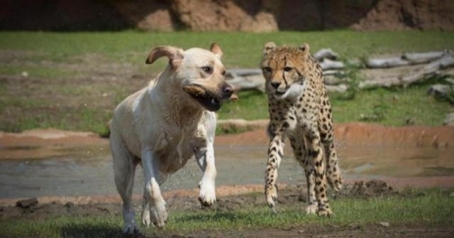 В зоопарке Сан-Диего жизнерадостные собаки спасают гепардов от стресса