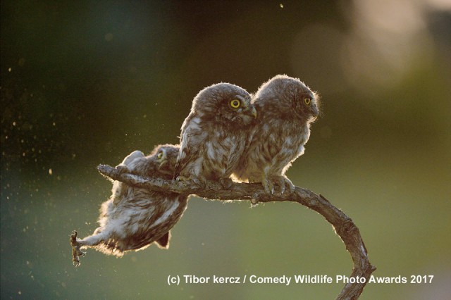 Веселая мышь, нелепая сова: Победители конкурса смешных фотографий дикой природы