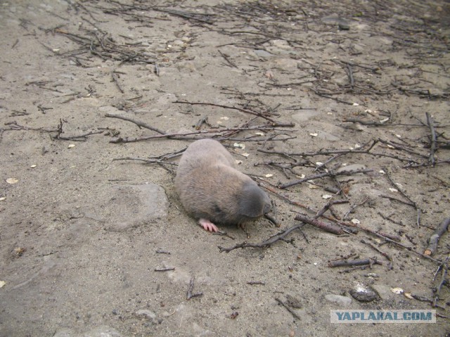 Вот такое существо было найдено во дворе