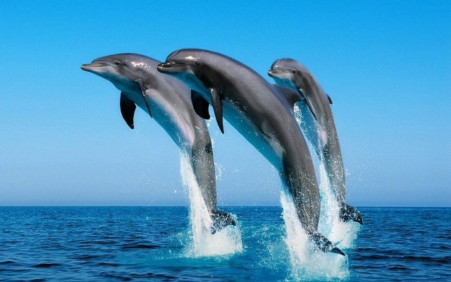Украина требует вернуть  дельфинов,