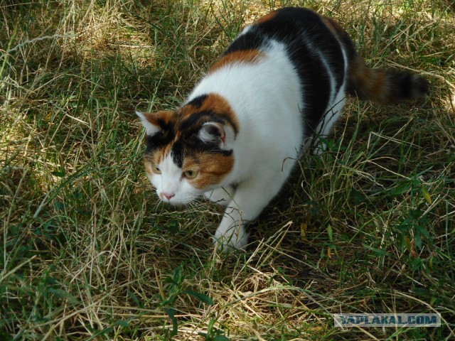 Ну, с котовторником!