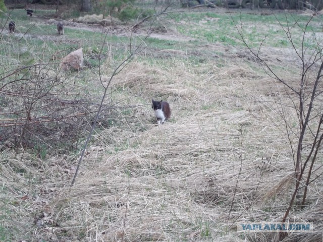 Жизнь домашнего приюта для котеек 4