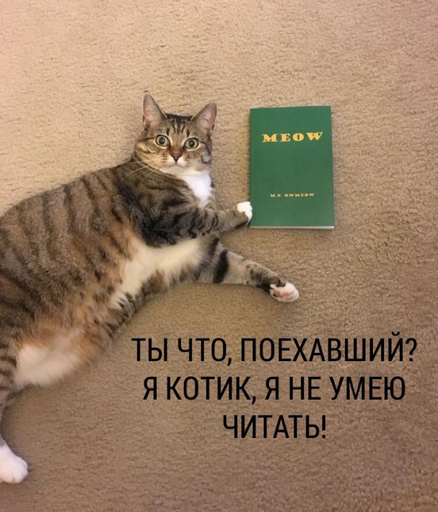 Вниманию всех котовладельцев!