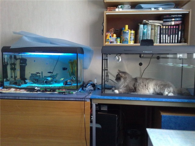 А у вас есть аквариум?