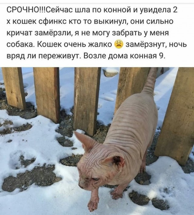 В Благовещенске выбросили на мороз двух котов породы сфинкс.