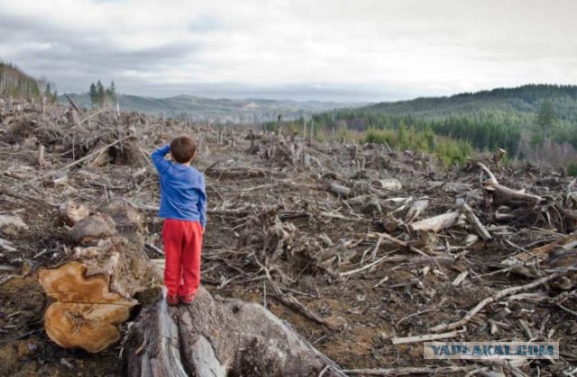 The New York Times (США): неуемные китайцы вывозят все больше леса, приводя в ярость не только Россию