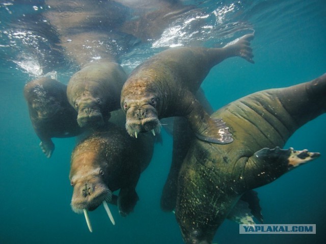 Лучшие фотографии National Geographic