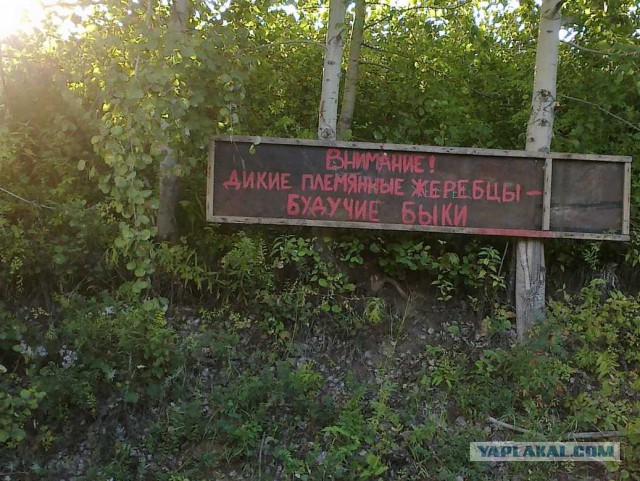 http://s00.yaplakal.com/pics/pics_preview/0/4/0/3335040.jpg
