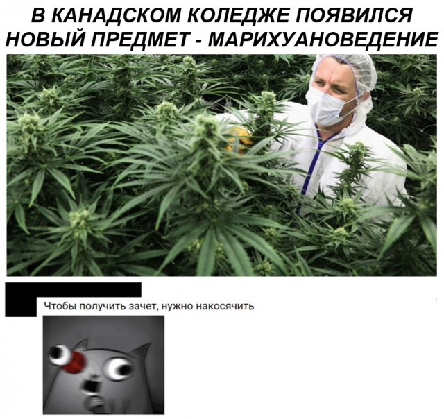 Весёлые картинки