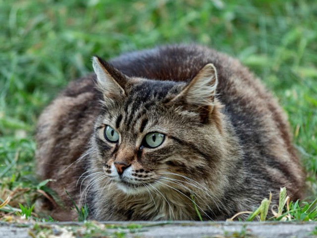 22 кота с сокрушительной харизмой, сопротивляться которой бесполезно