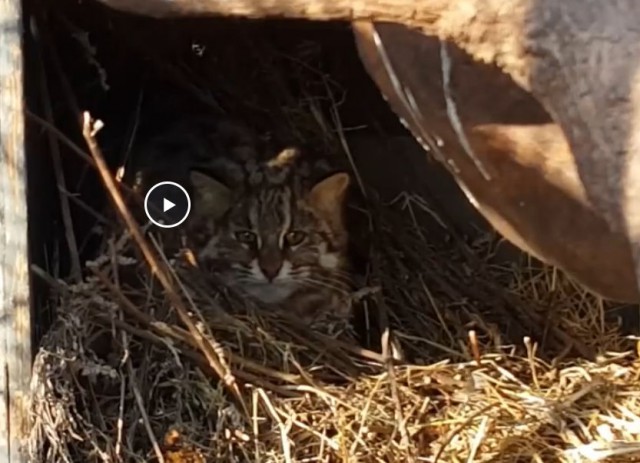 В Приморье спасли раненого краснокнижного дальневосточного лесного кота