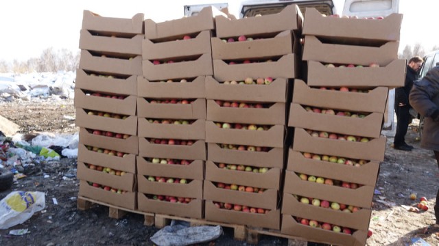 В Новосибирске провели спецоперацию по уничтожению 2 тонн вкусных, сочных, спелых яблок