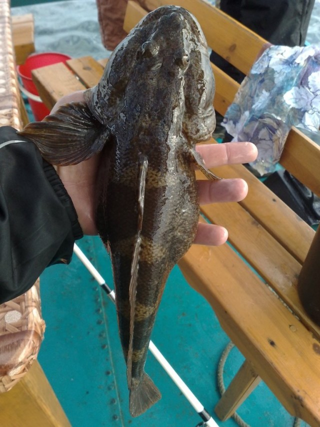 Sea Fishing. Черное море