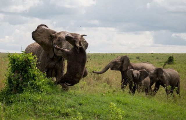 Смертельная встреча слона и буйвола или "масса все же решает"