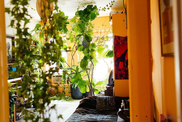 В городских джунглях: у девушки более 500 растений в квартире