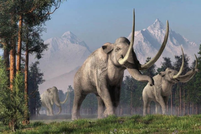 Мамонт Колумба: Один из крупнейших слонов в истории планеты, в два раза тяжелее современного