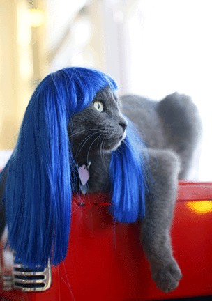 Модные парики для кошек