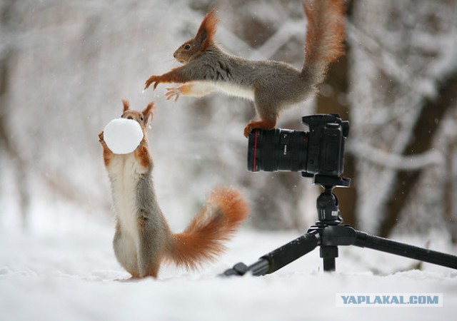 Белки на фотосессии