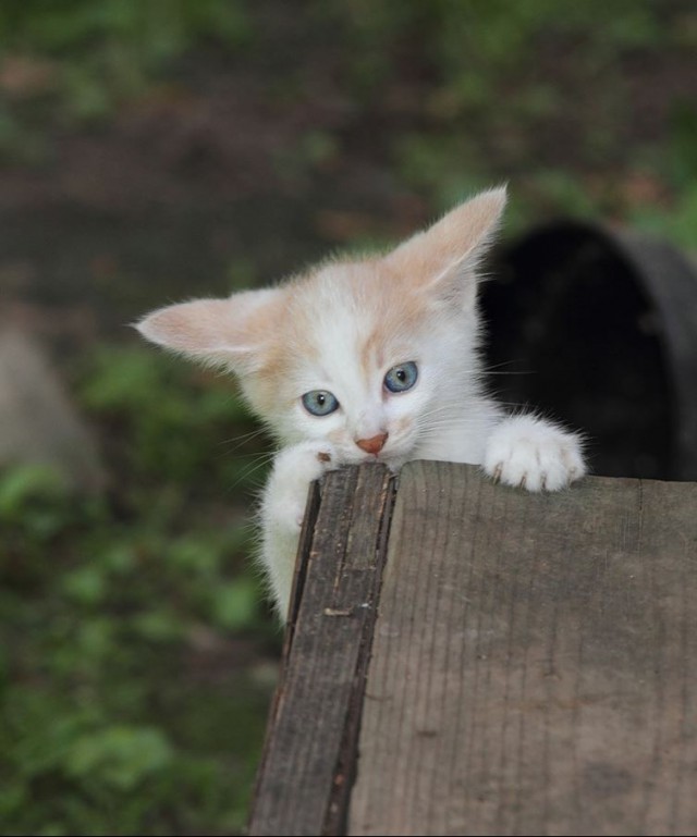 Коты и Кошки