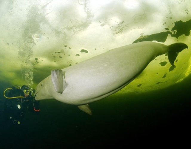 Подводные прогулки с белухами