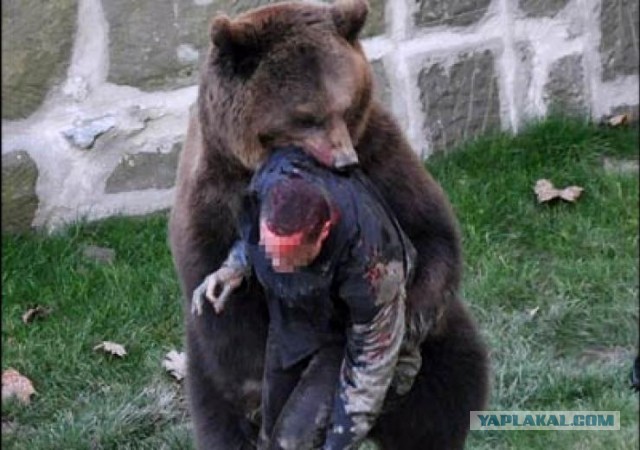 Медвежонок порезвился