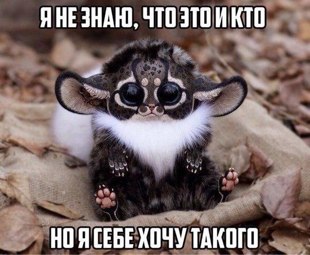 Котики и буквы