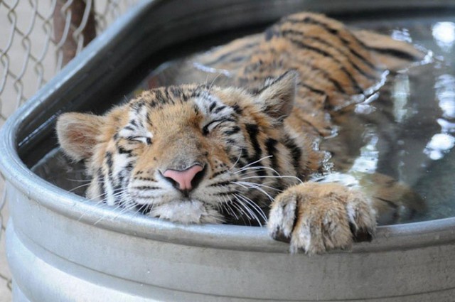 Больной тигр, весивший всего 13 кг, был спасён из цирка и преобразился к лучшему