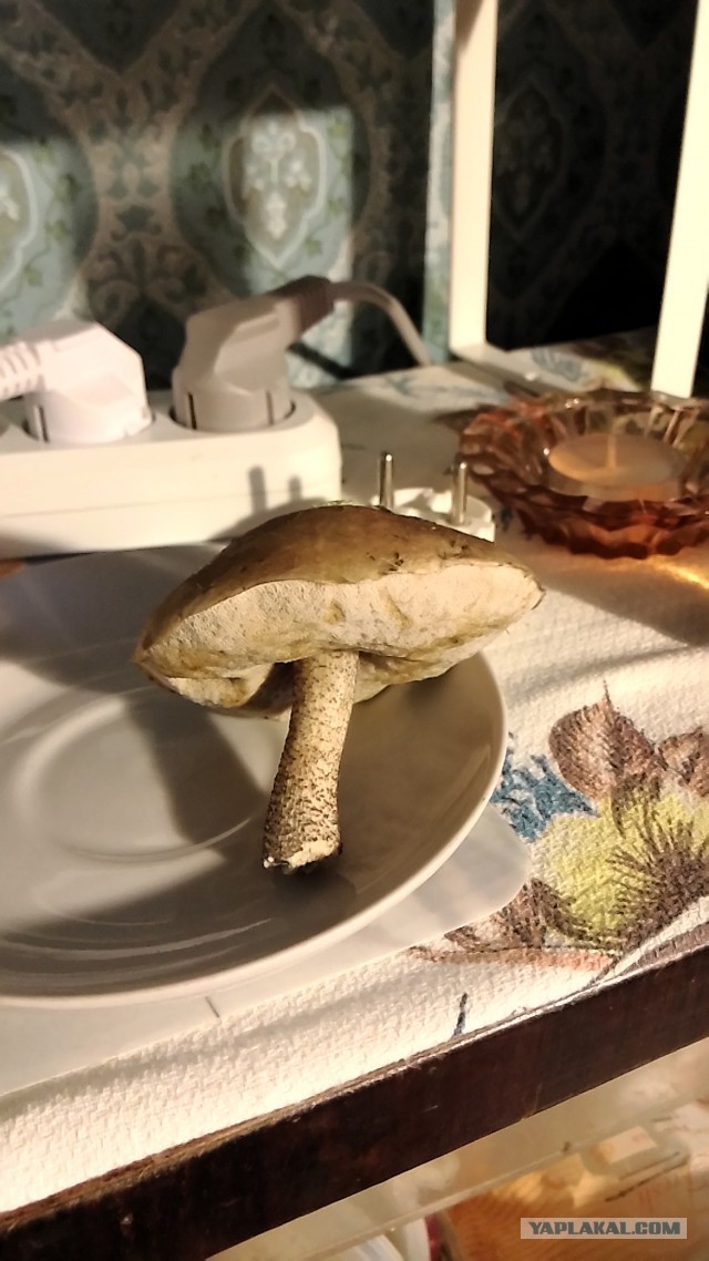 Первый гриб !