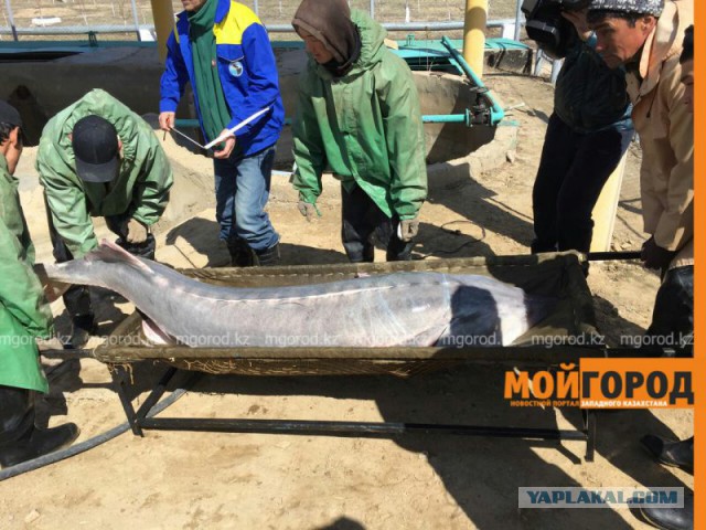Из пойманной в Атырау гигантской белуги получили более 30 кг икры