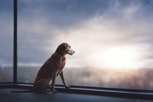 Победители конкурса "Собаки - лучшие фотографии года"