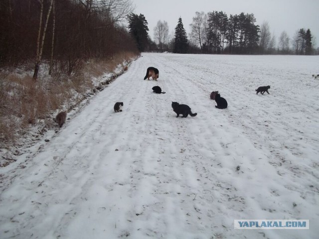 Жизнь домашнего приюта для котеек 37