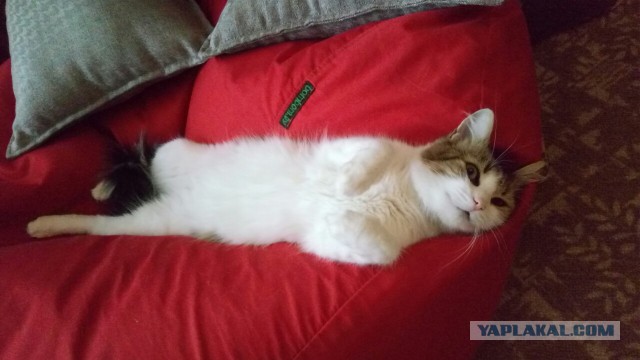 Котовторник 12.02.2019