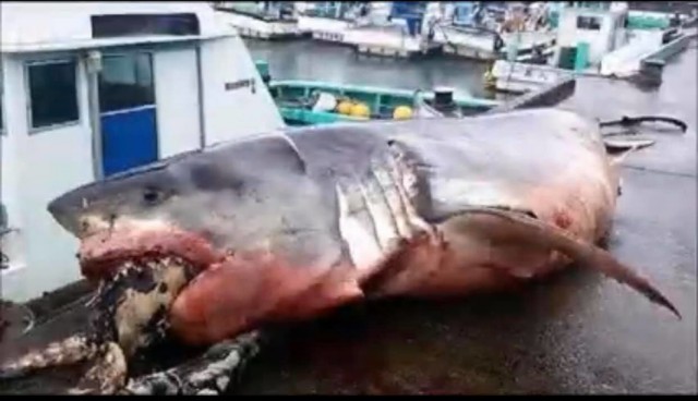 Рыбаку в сети попалась гигантская белая акула, увидев которую люди были в ужасе