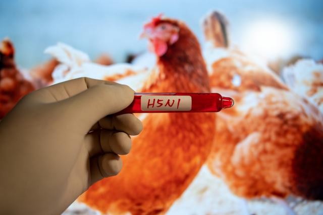 NBC News о распространении птичьего гриппа в США: высокопатогенный вирус H5N1 уже в 48 штатах