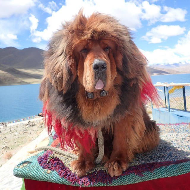 Фотографии тибетских мастифов, из которых понятно, почему это самая дорогая собака в мире