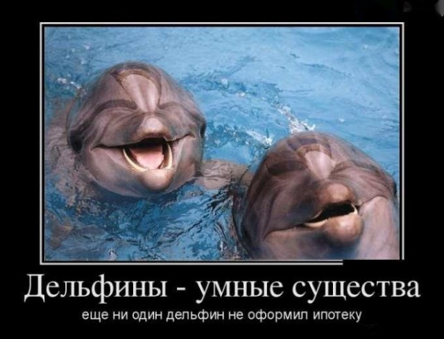 А дельфины умные...