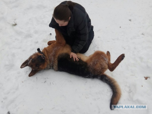 Выпускники приюта для собак