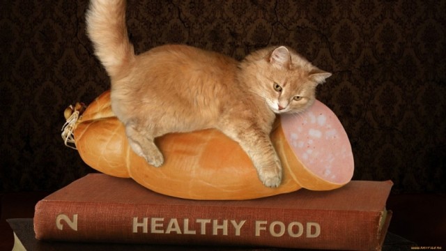 «Берегите котиков!»: эти продукты категорически нельзя кошкам