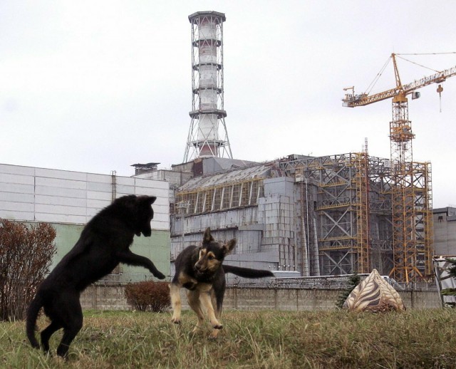 33 года назад катастрофа на АЭС вынудила людей покинуть Чернобыль. Теперь это уникальное «убежище» для дикой природы