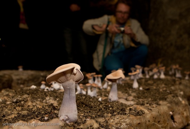 Ресторан в Пещерах Троглодитов и подземные грибы