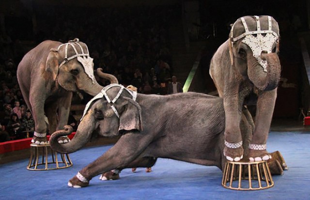 Жертвы цирка: 10 трагических случаев, которые произошли на арене