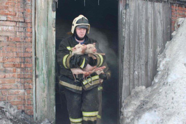 Сотни поросят спасены из огня в томском свинарнике