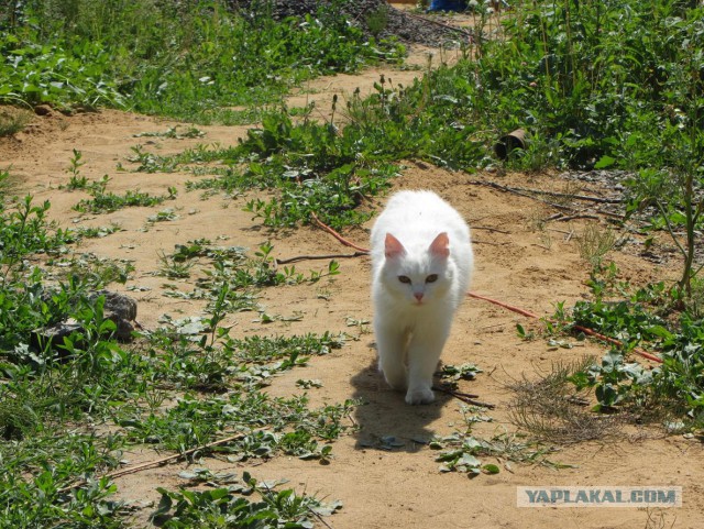 Котовторник 30.09.2014