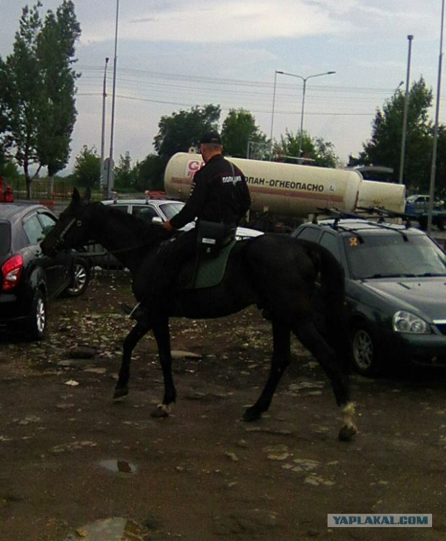 В Саратове полицейские лошади умирают от истощения